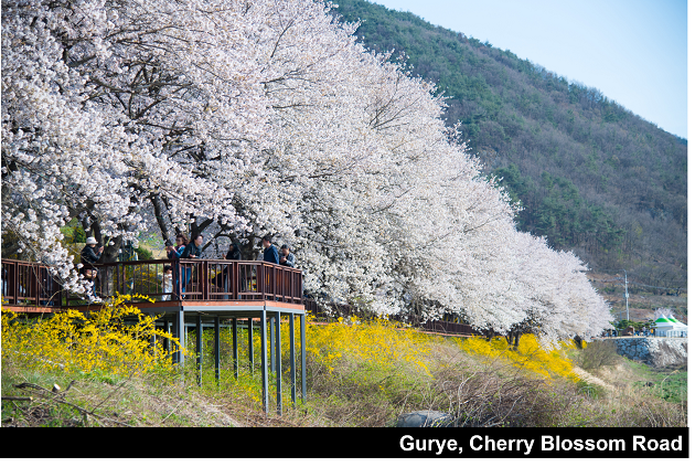 Cherry Blossom Road_관공 라이브스튜디오 이미지